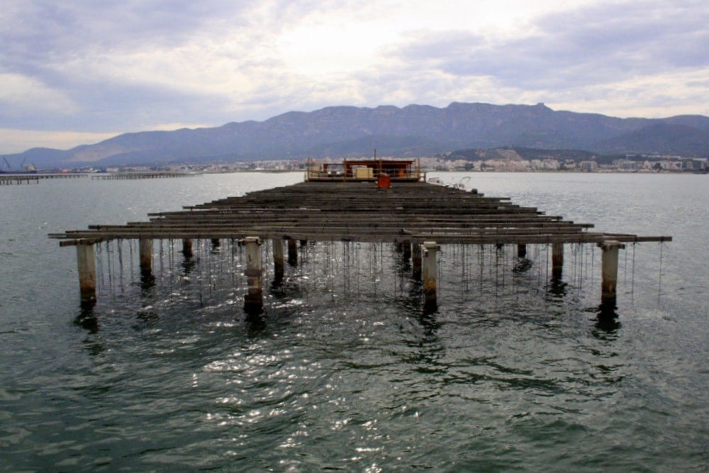 Visiting Musclarium Mussel Beds