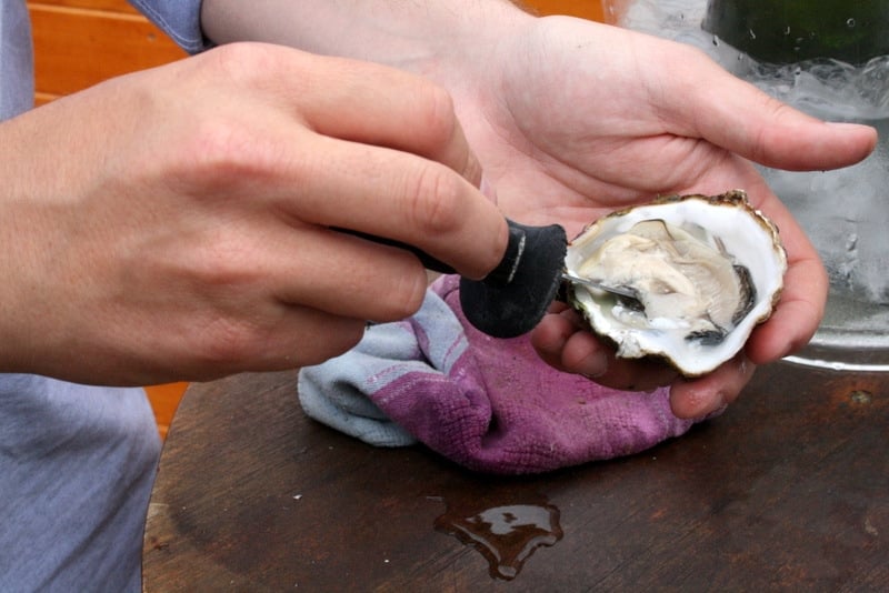 Terres de L'Ebre oysters