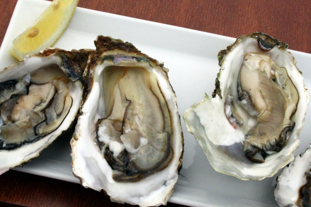 Spanish oysters, Ebro river oysters