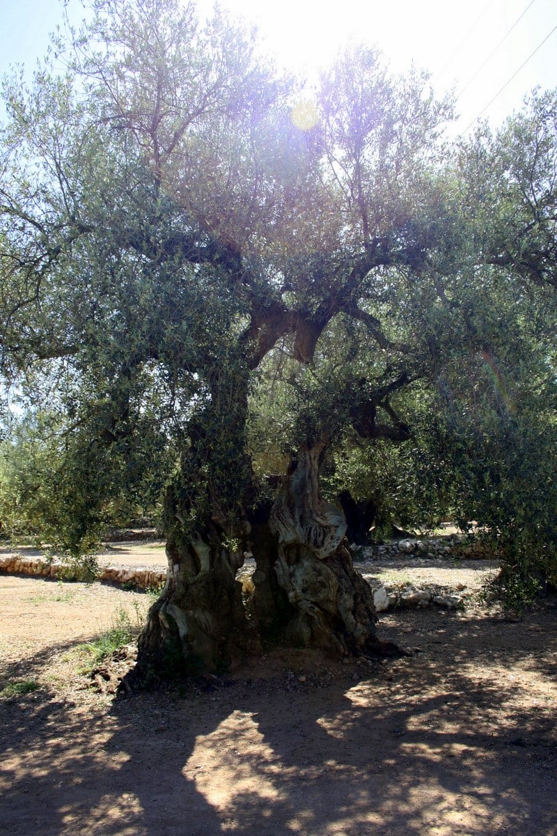 Millenium olive trees