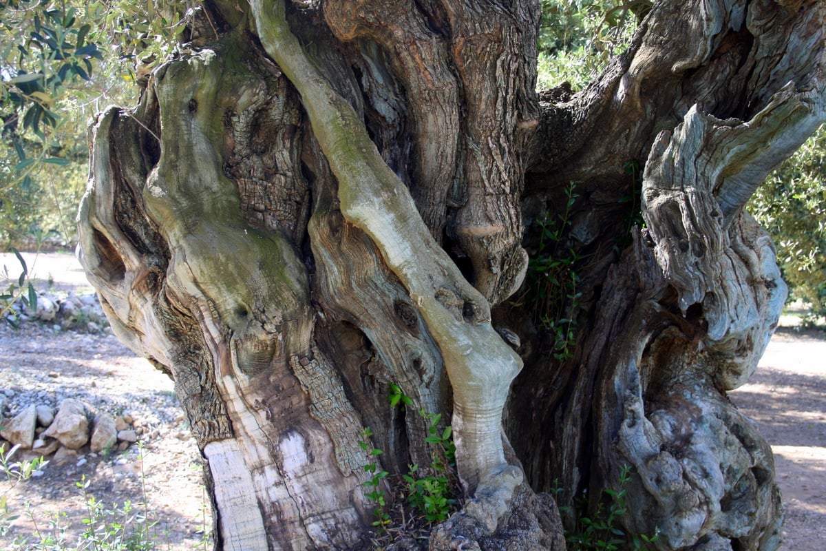 oldest olive trees