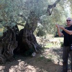 world's oldest olive trees