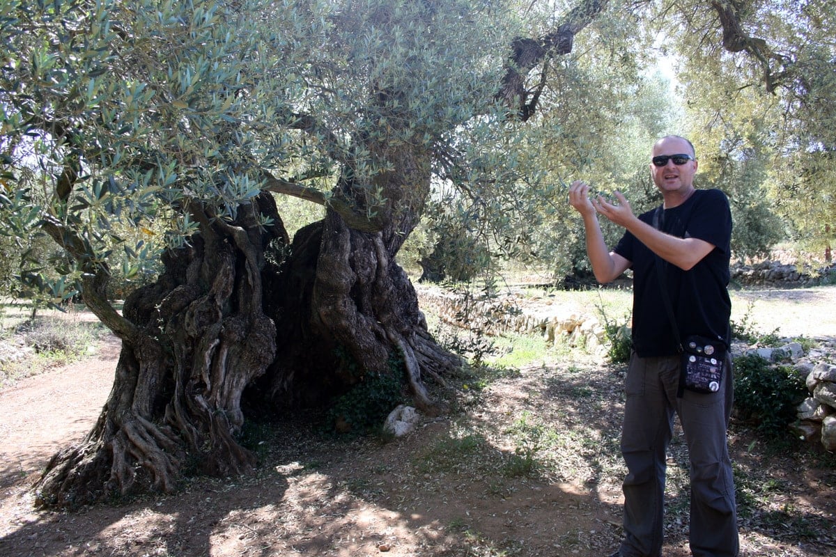 world's oldest olive trees