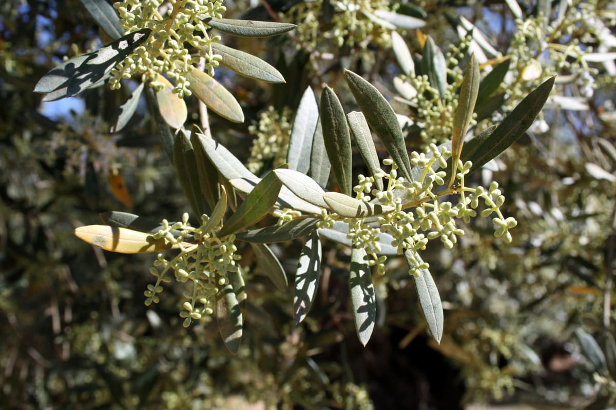 oldest olive trees in the world