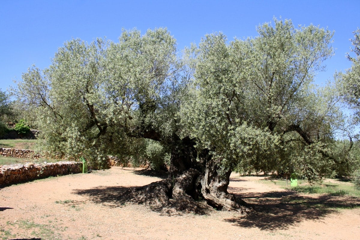 An ancient olive tree with a wide, gnarled trunk and light green leaves.