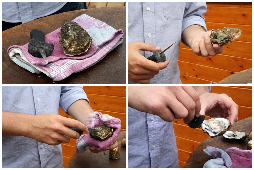 Musclarium Spanish oysters Ebro River