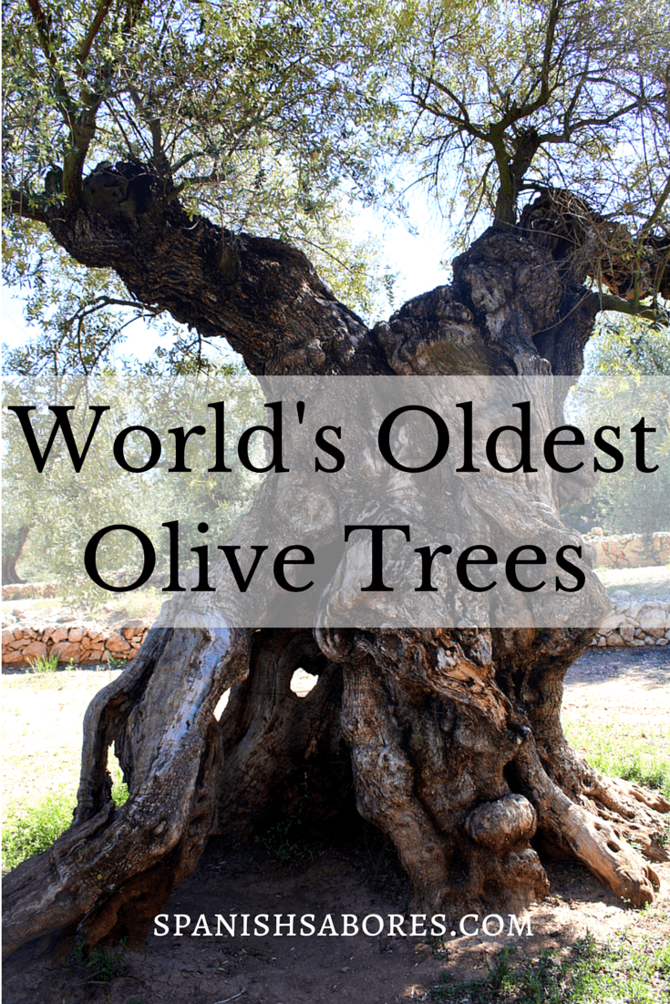 Visiting the World's Oldest Olive Trees article on Spanish Sabores