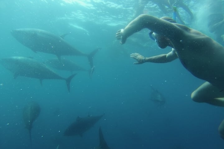 tuna tour in l'ametlla del mar