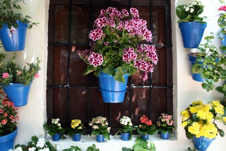 visiting the Cordoba Patio Festival