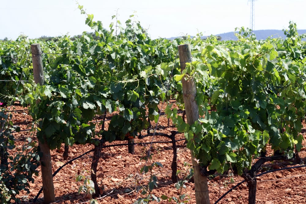 The Bodegas Ribas vineyards while wine tasting in Mallorca.