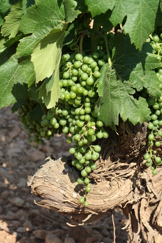 Grape vines on a Mallorca wine tour.