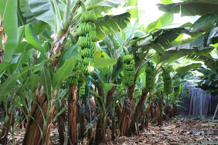 Beautiful banana plantations of Tenerife. 