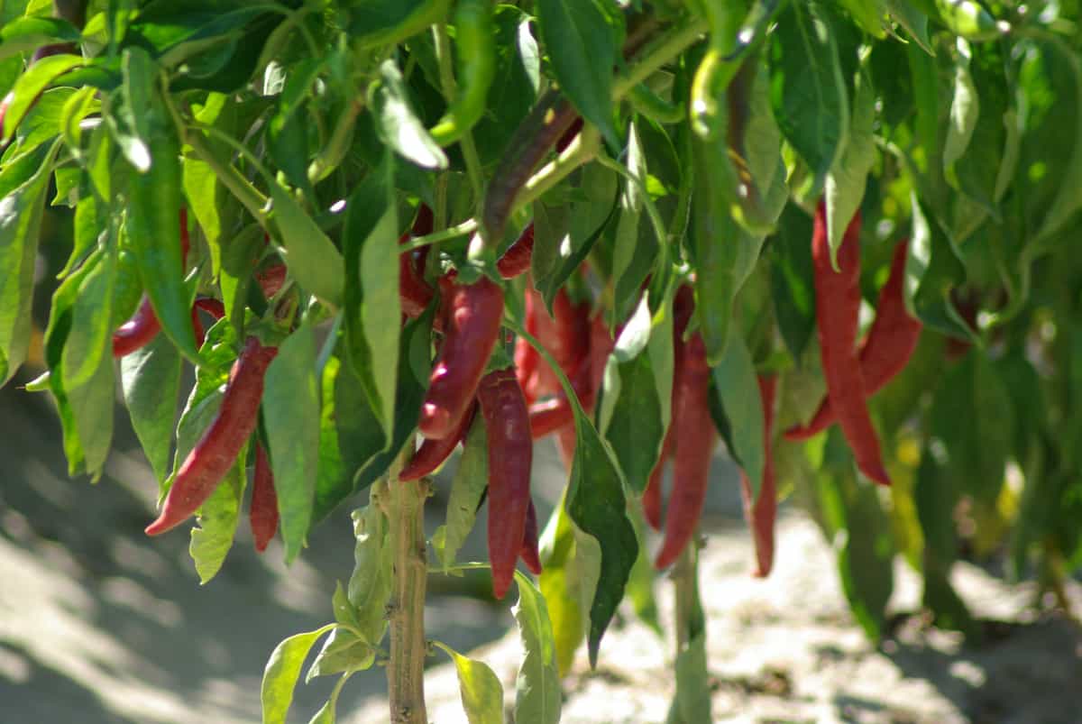 Close up of red chili peppers growing on a plant.