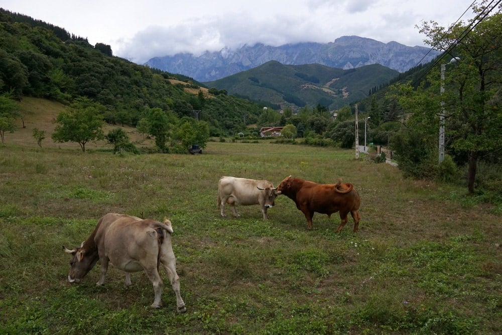 Where to stay in the picos de Europa: Hotel Casa de la Frama