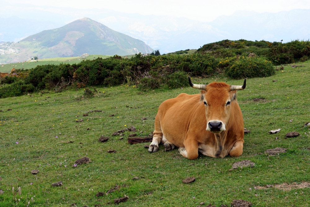 Beautiful cow at the Lagos de Covadonga, a must stop on any northern Spain road trip.
