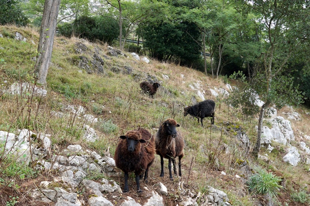 Asturian sheep roaming free at Hotel Posada del Valle in Asturias.