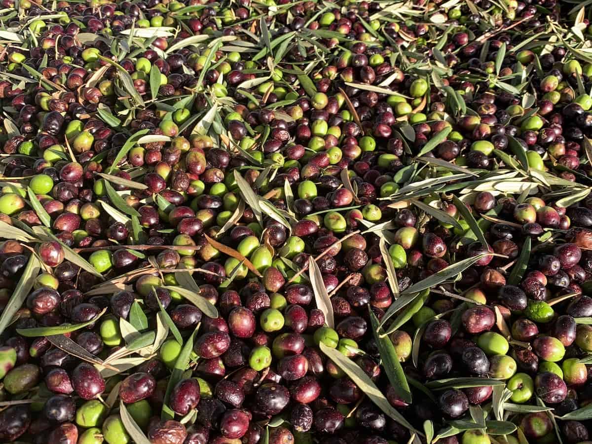 Overhead shot of bright green and dark purple olives after harvest.