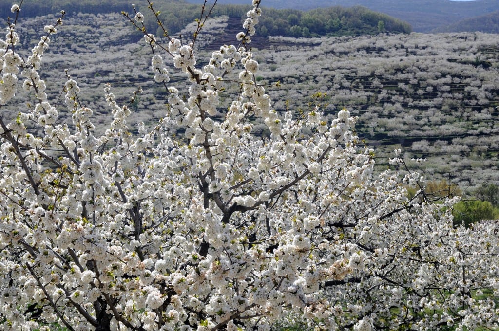 The valley of Cherries in Spain is a sight to be seen!