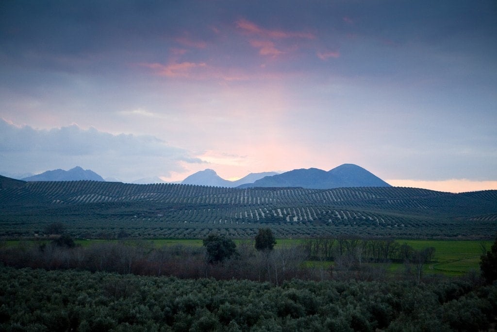 Olive trees stretch as far as the eye can see in Baeza, Andalusia, Spain, in Spain´s olive oil heartland