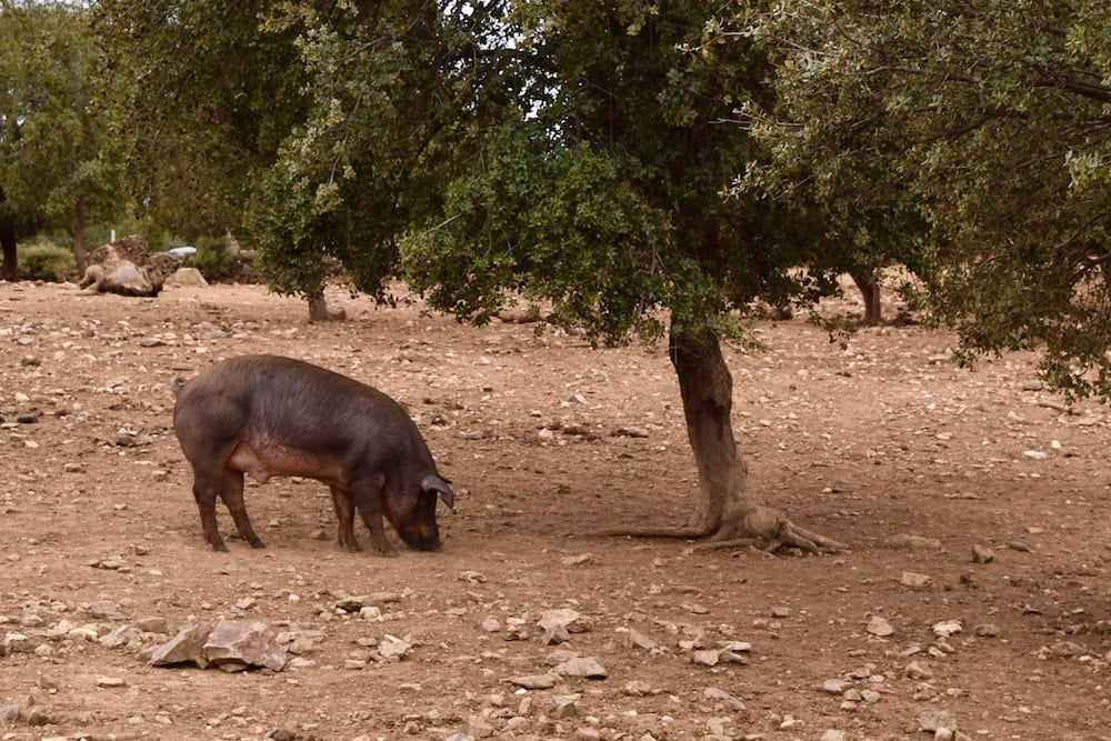 A black Iberian pig sniffs the dirt-covered ground under a short tree.
