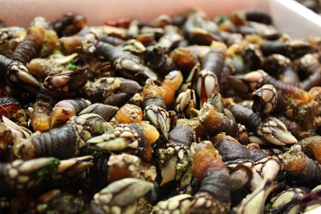 One of the wackiest Christmas foods in Spain!: gooseneck barnacles!