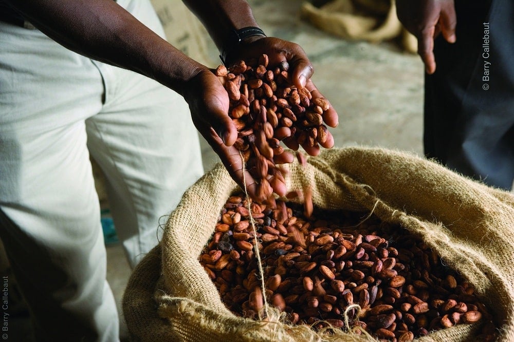 Christopher Columbus passed over cocoa beans like these on his fourth voyage to the New World. The history of chocolate in Spain is full of fun tidbits!