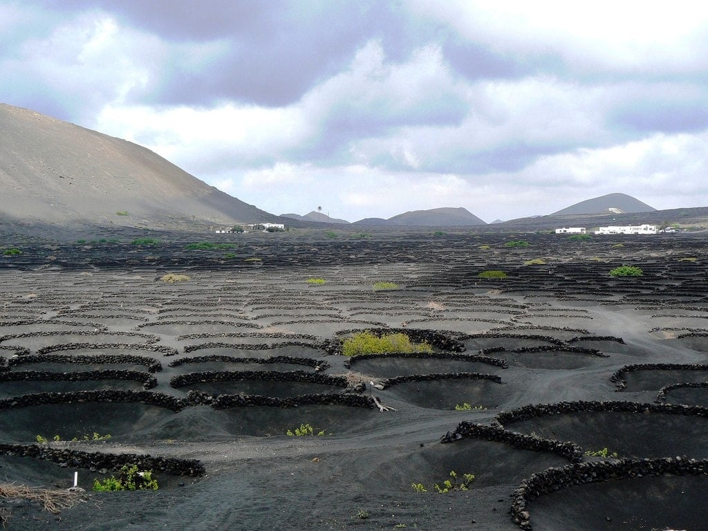 The volcanic vineyards at El Grifo on the Canary Island of Lanzarote are unlike any other vineyards in the world!
