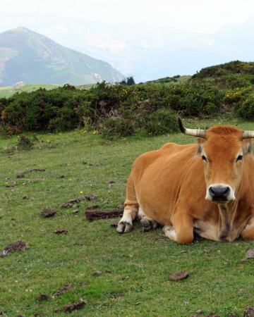 Road trip Asturias cows in Covadonga