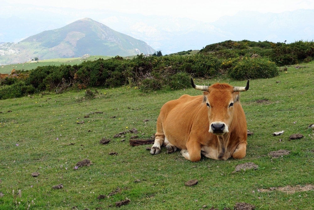 Road trip Asturias cows in Covadonga