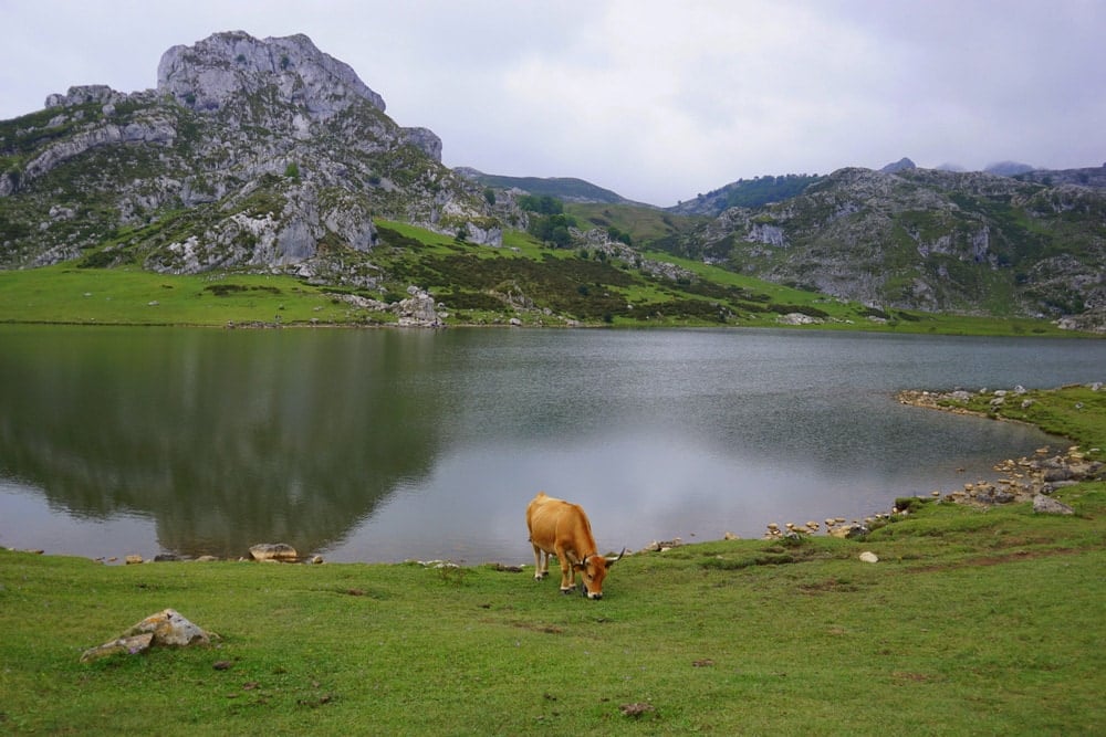 The cows that graze at the Lakes of Covadonga aren't shy!