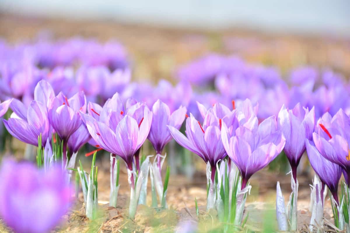 Light purple crocus flowers in a field