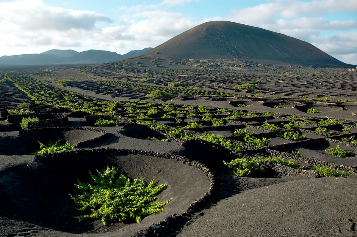 Landscape of a volcanic vineyard in Lanzarote, Spain