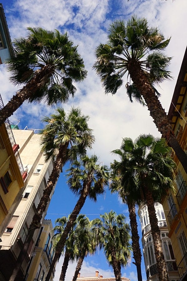 Looking up through the palm trees in Malaga - such a beautiful city with so many things to do.