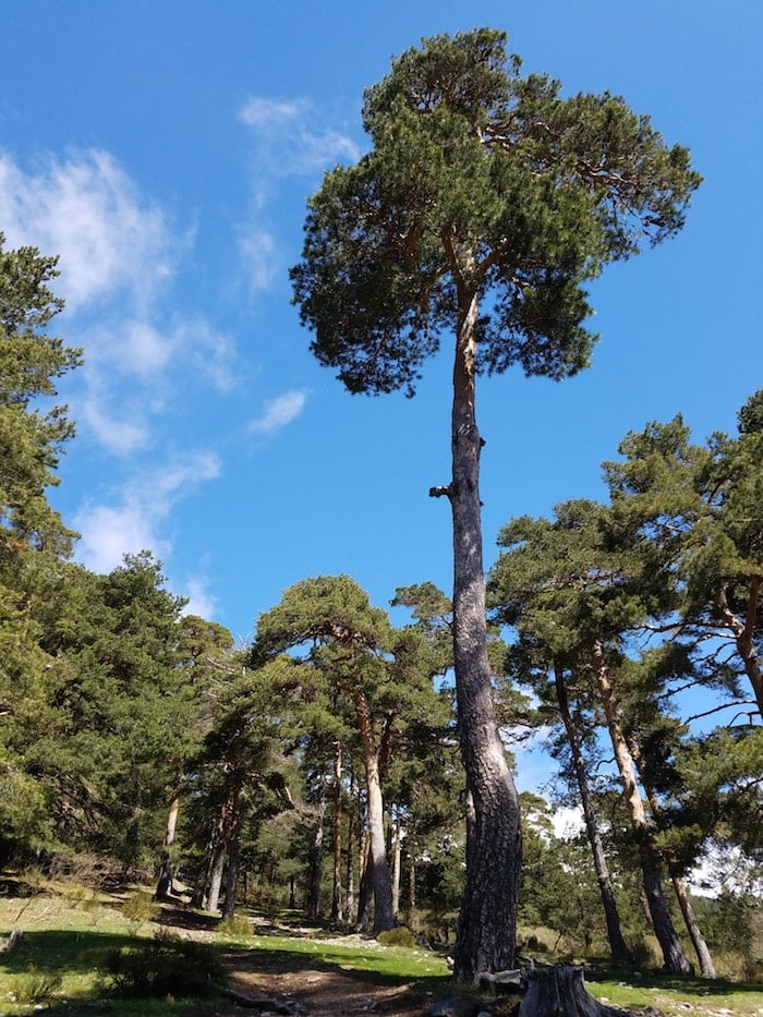 Hiking routes in Cercedilla