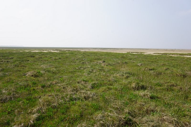 The beautiful marshes in Baie de Somme where sea asparagus grows.