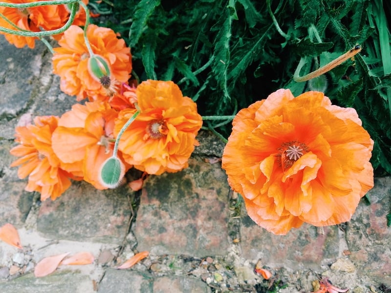 Flowers in Gerberoy France.