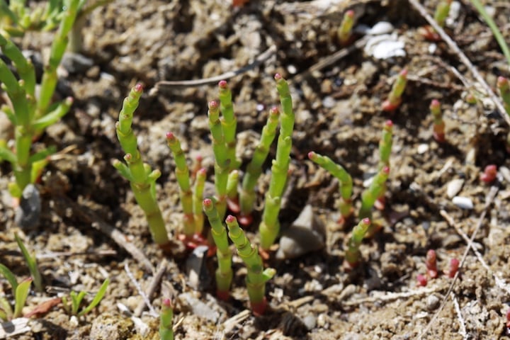 Sea asparagus or salicornia in Baie de Somme France.