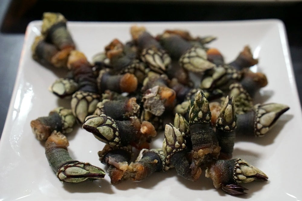What are percebes