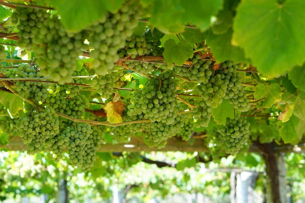 The incredible vineyards with albariño grapes. 