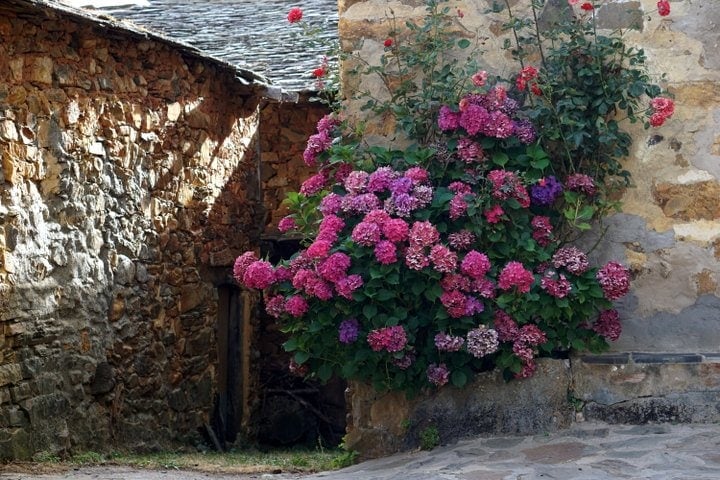 Flowers in Pozos Leon