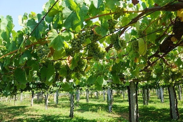 Want to explore the Galician countryside? Visit its wonderful vineyards for a relaxing and fun experience. This is one of the best day trips from Santiago de Compostela.