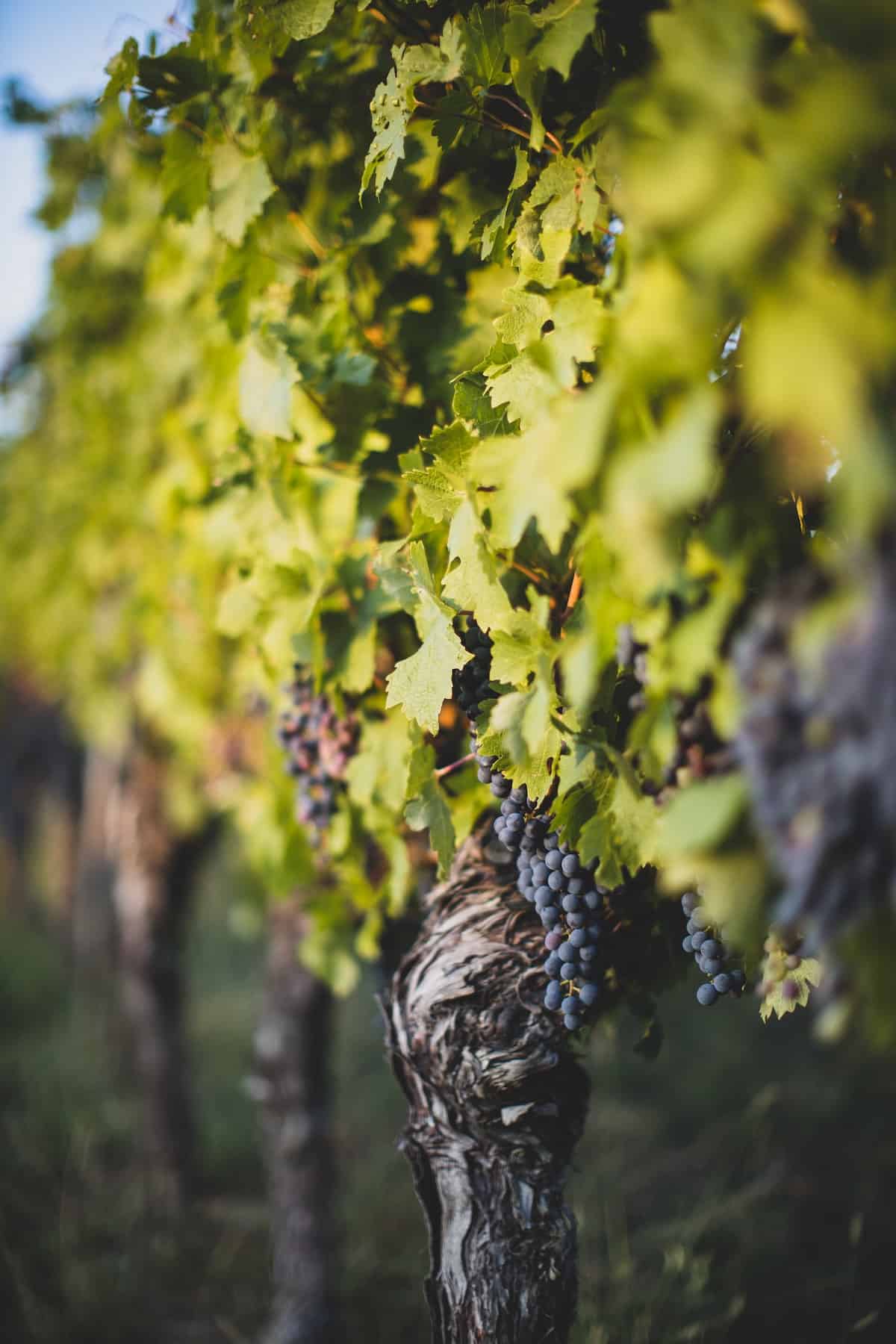 Red wine grapes growing on a vine in a vineyard