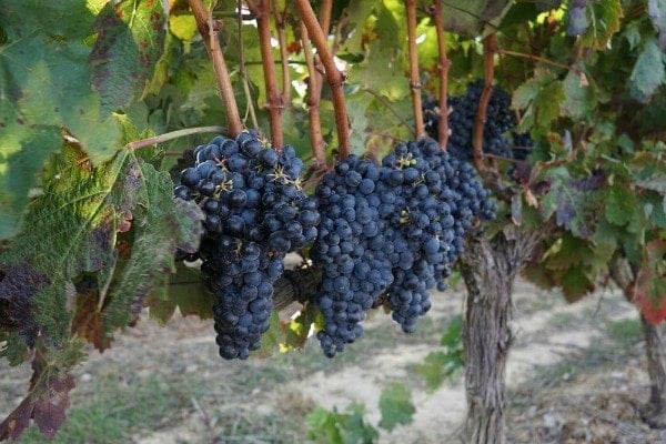 Top vineyard tours near Santiago de Compostela