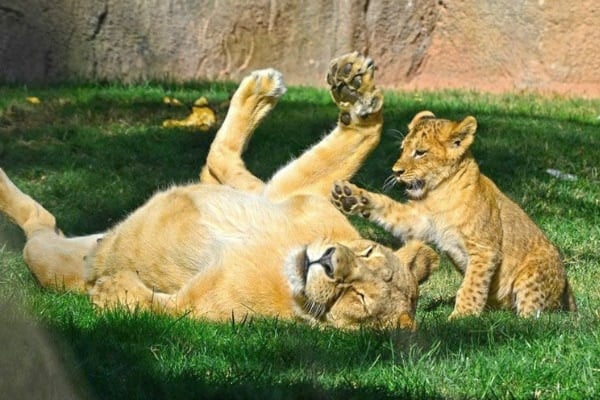 Come visit Bioparc Valencia! This fun zoo and its amazing animals are some of our favorite things to see in Valencia.