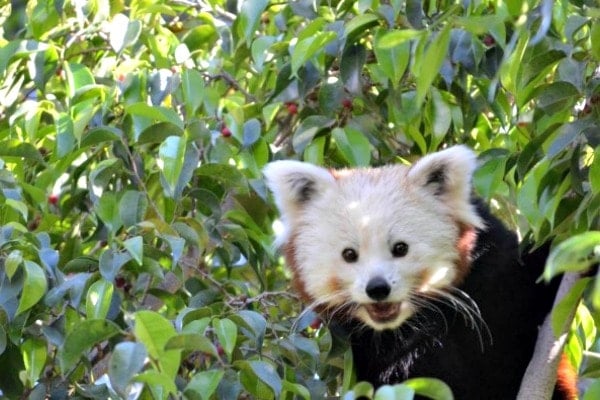 A fluffy red panda with a white face peeks out from the leaves of a tree.