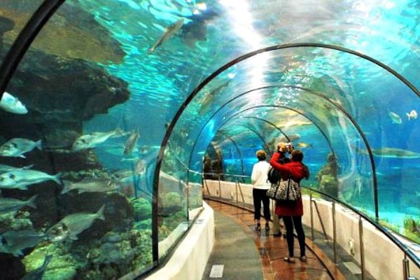 People walk through a glass aquarium tunnel with fish and other sea creatures swimming around them.