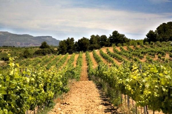 Requena is one of the best day trips from Valencia for wine lovers. 