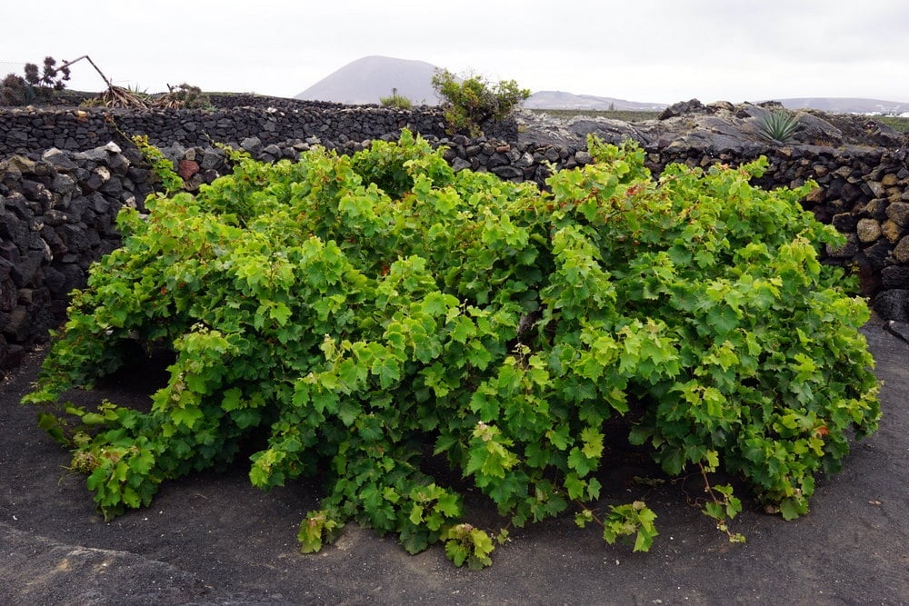 wine tasting tour in Lanzarote Bodega El Grifo