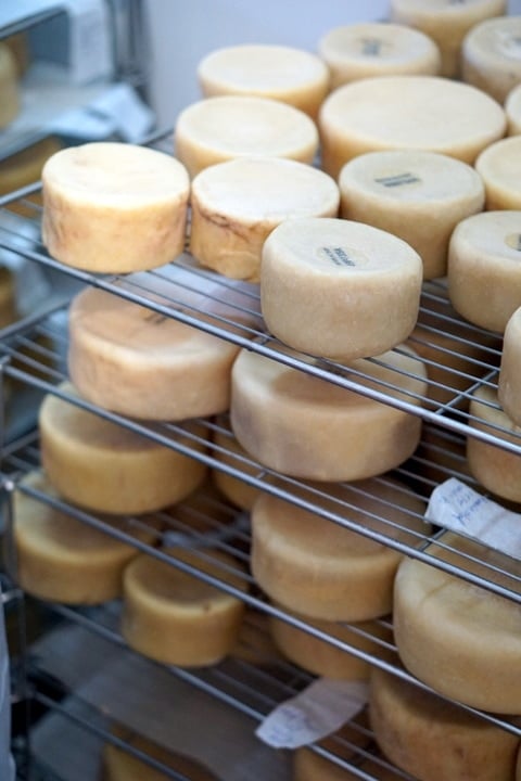Serra da Estrela cheese aging. Portuguese foods.