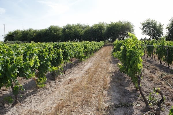 There are dozens of beautiful Malaga wineries, each of which deserves a visit!